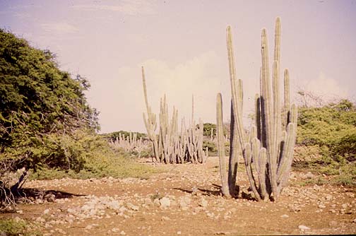kunuku